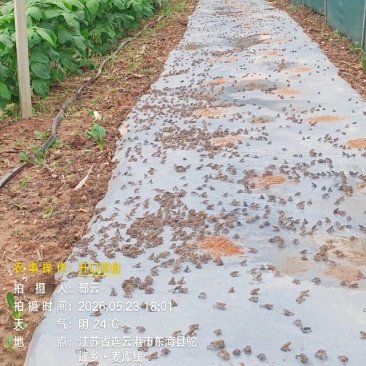 蟾蜍小四脚