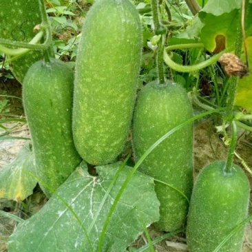 广西宾阳节瓜大量上市