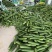 广西宾阳节瓜大量上市