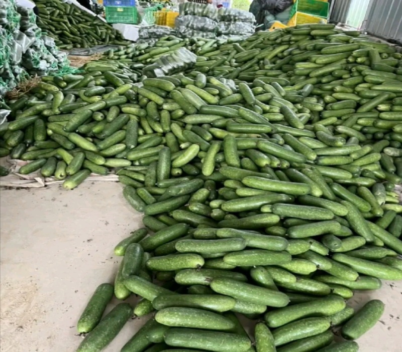 广西宾阳节瓜大量上市
