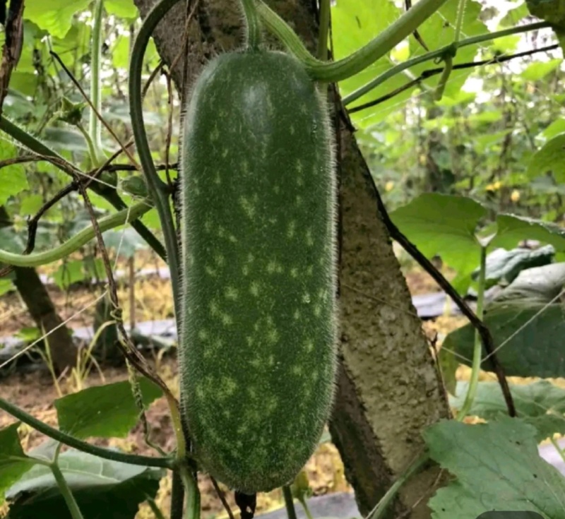 广西宾阳节瓜大量上市