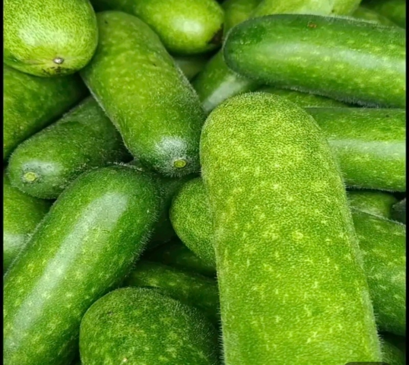 广西宾阳节瓜大量上市