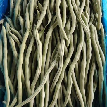 【优选】精品四季豆山西小金豆现摘现发新鲜供应商超档口