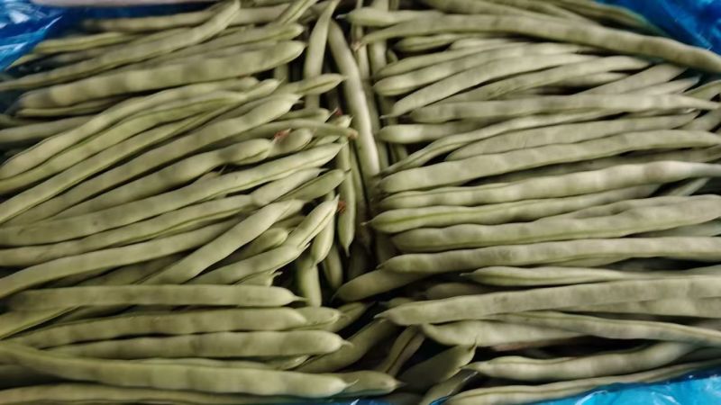 【优选】精品四季豆山西小金豆现摘现发新鲜供应商超档口