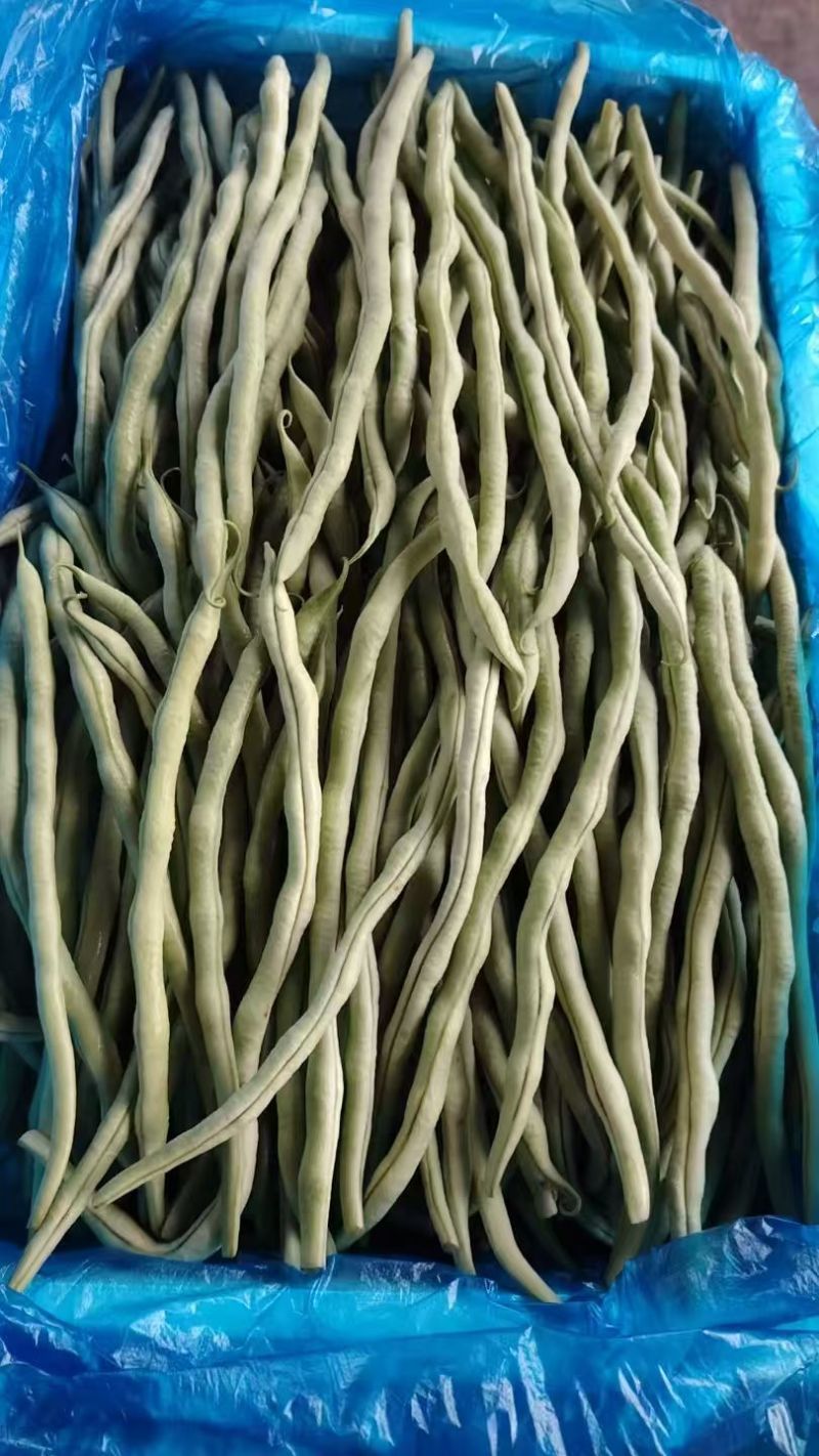 【优选】精品四季豆山西小金豆现摘现发新鲜供应商超档口