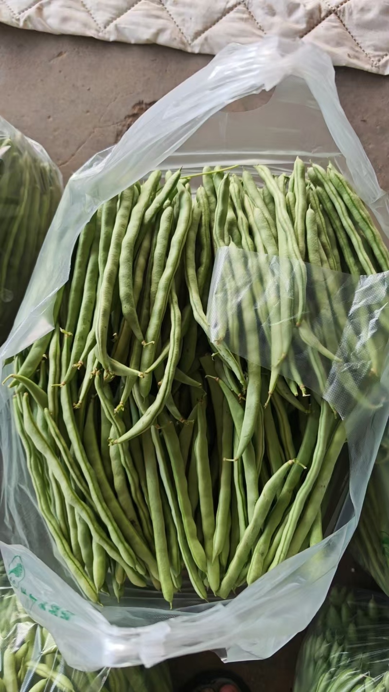 【优选】精品四季豆山西小金豆现摘现发新鲜供应商超档口