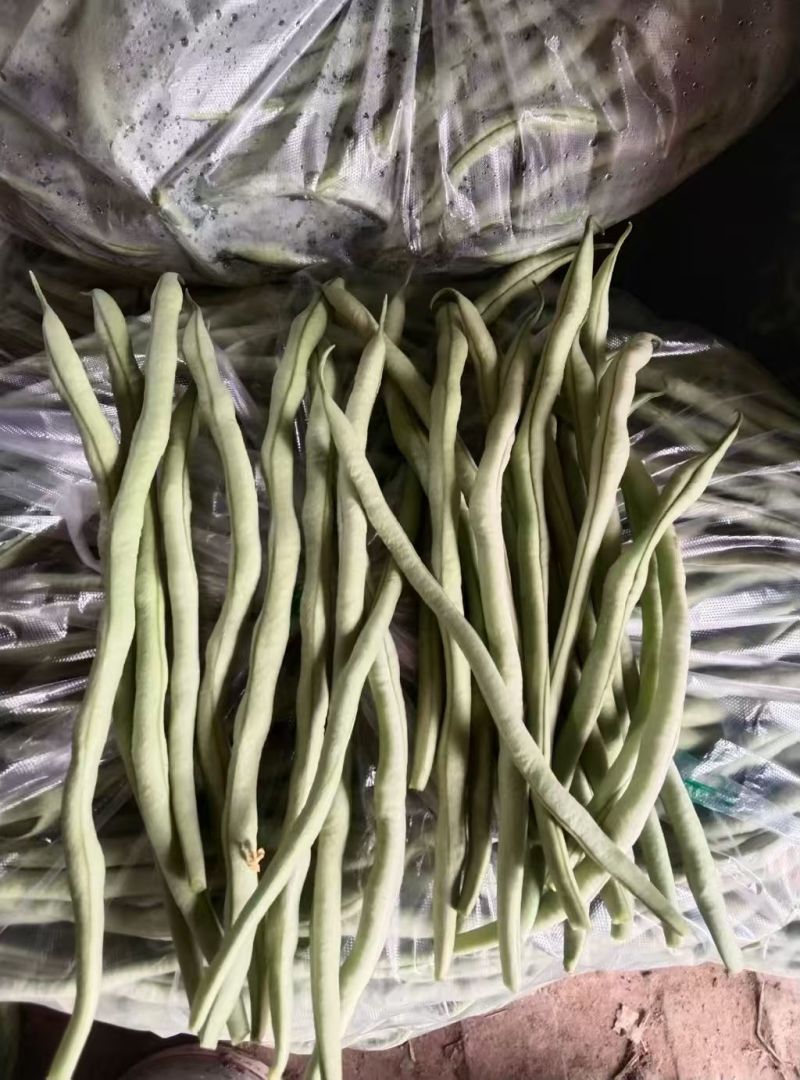 【优选】精品四季豆山西小金豆现摘现发新鲜供应商超档口