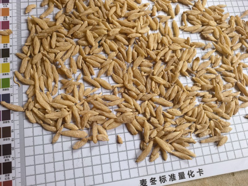 四川麦冬精品统货