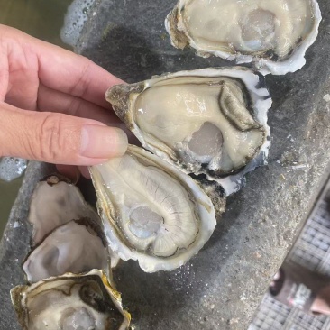 精品生蚝