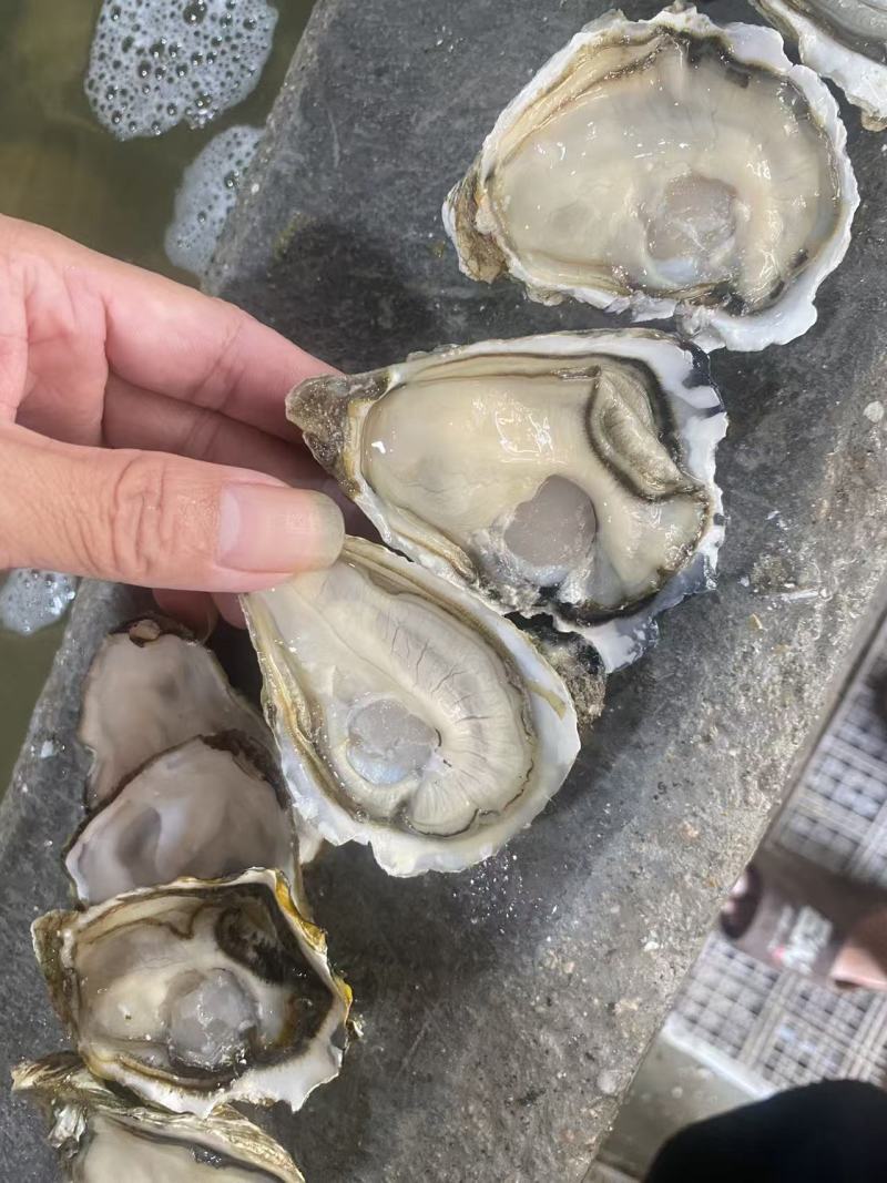 精品生蚝