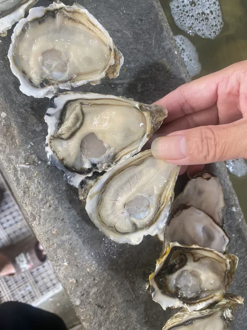 精品生蚝