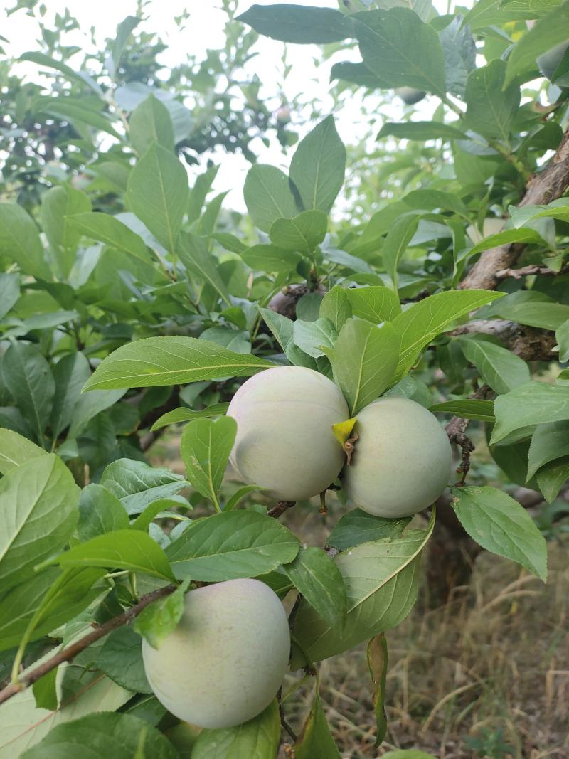 《脆李》味帝李产地直发一手货源对接全国客商