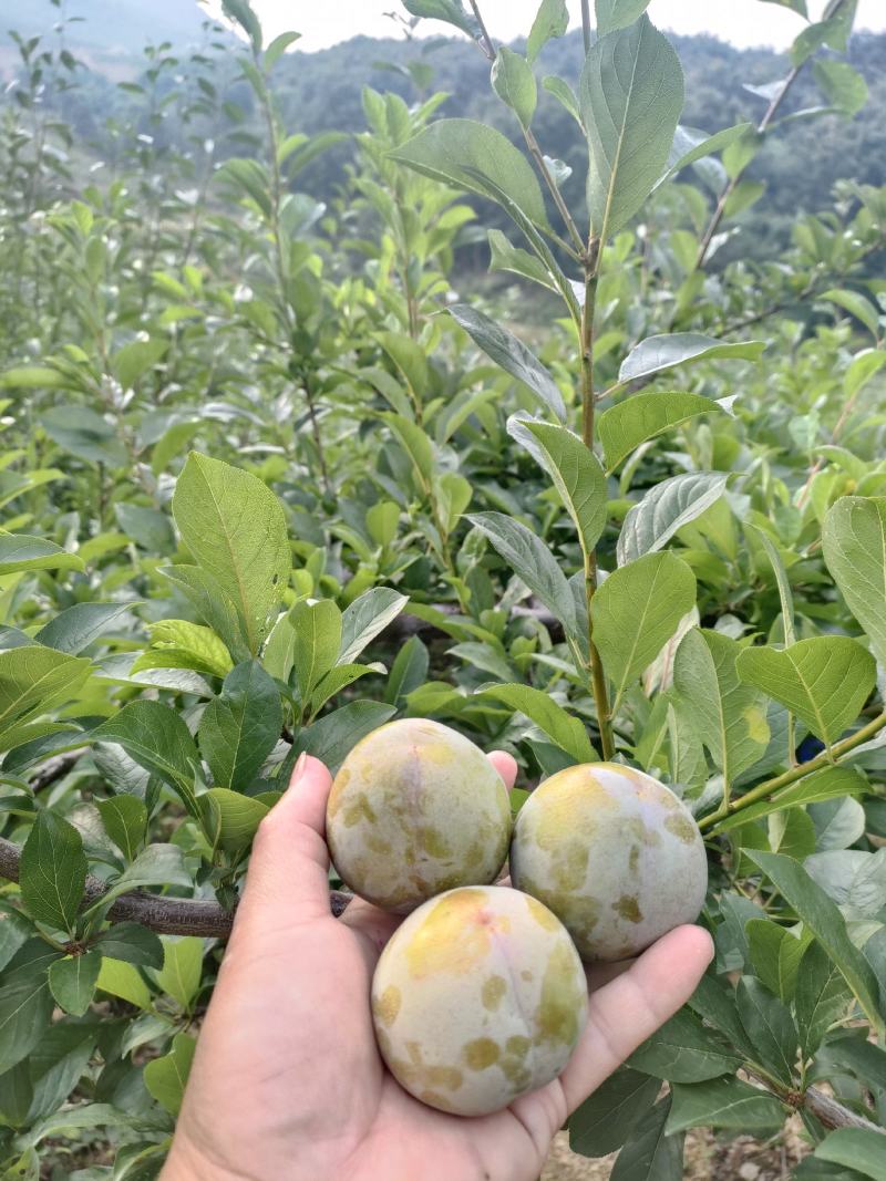 《脆李》味帝李产地直发一手货源对接全国客商