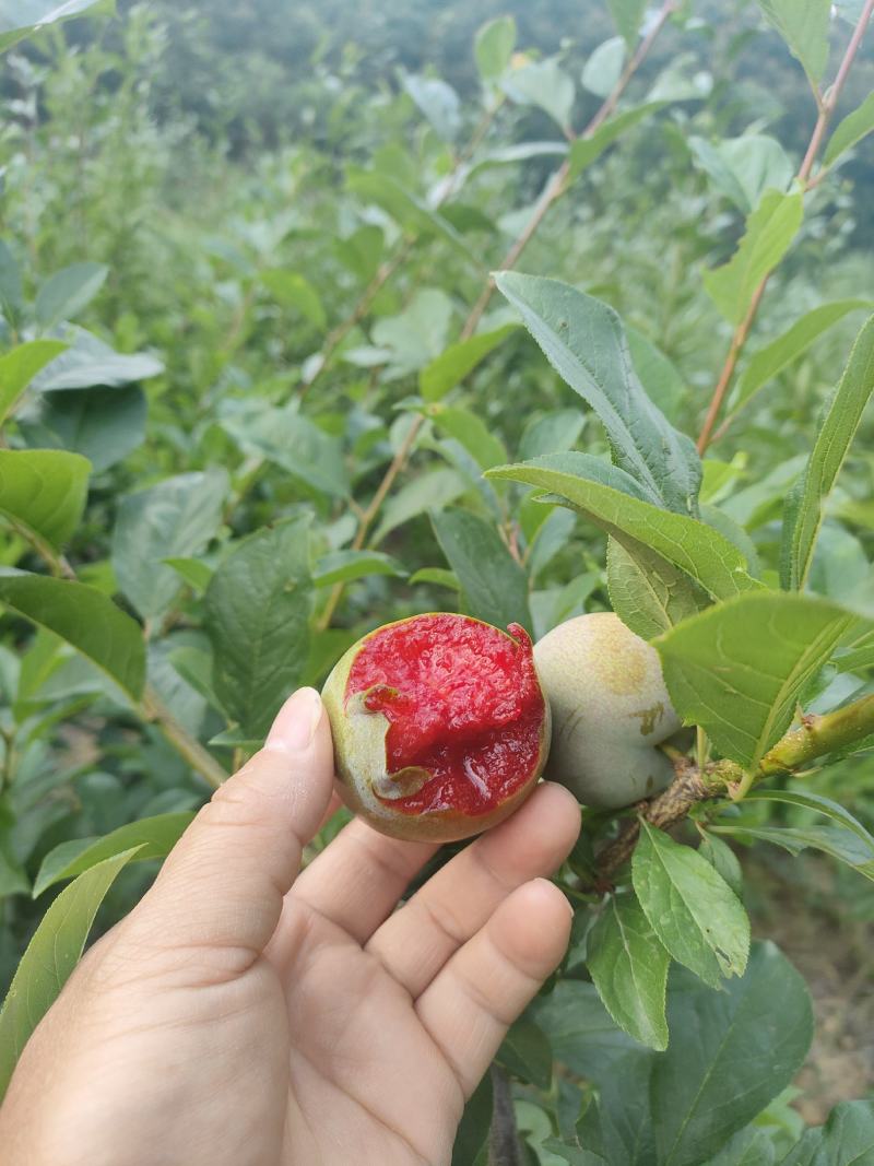 《脆李》味帝李产地直发一手货源对接全国客商