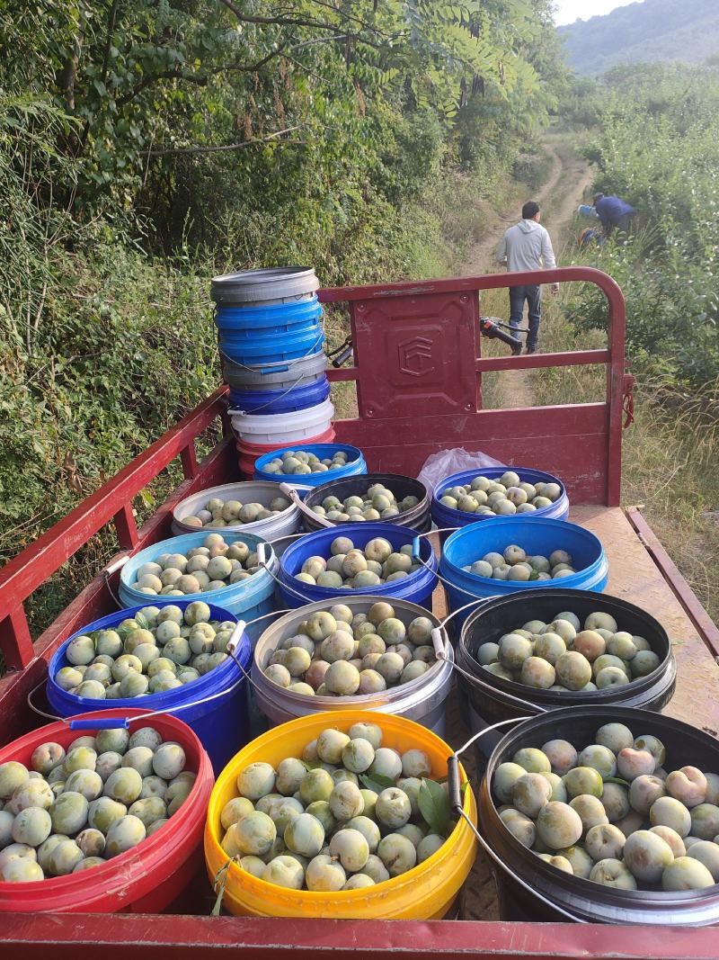 《脆李》味帝李产地直发一手货源对接全国客商