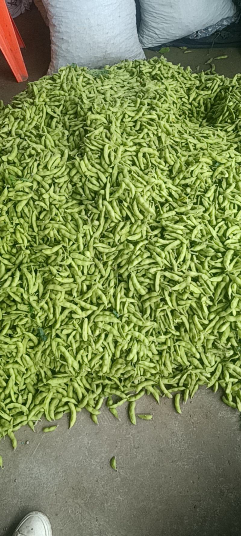 精品翠绿宝毛豆，大量有货，有需要的老板欢迎咨询