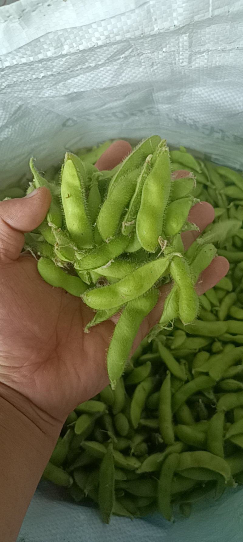 精品翠绿宝毛豆，大量有货，有需要的老板欢迎咨询