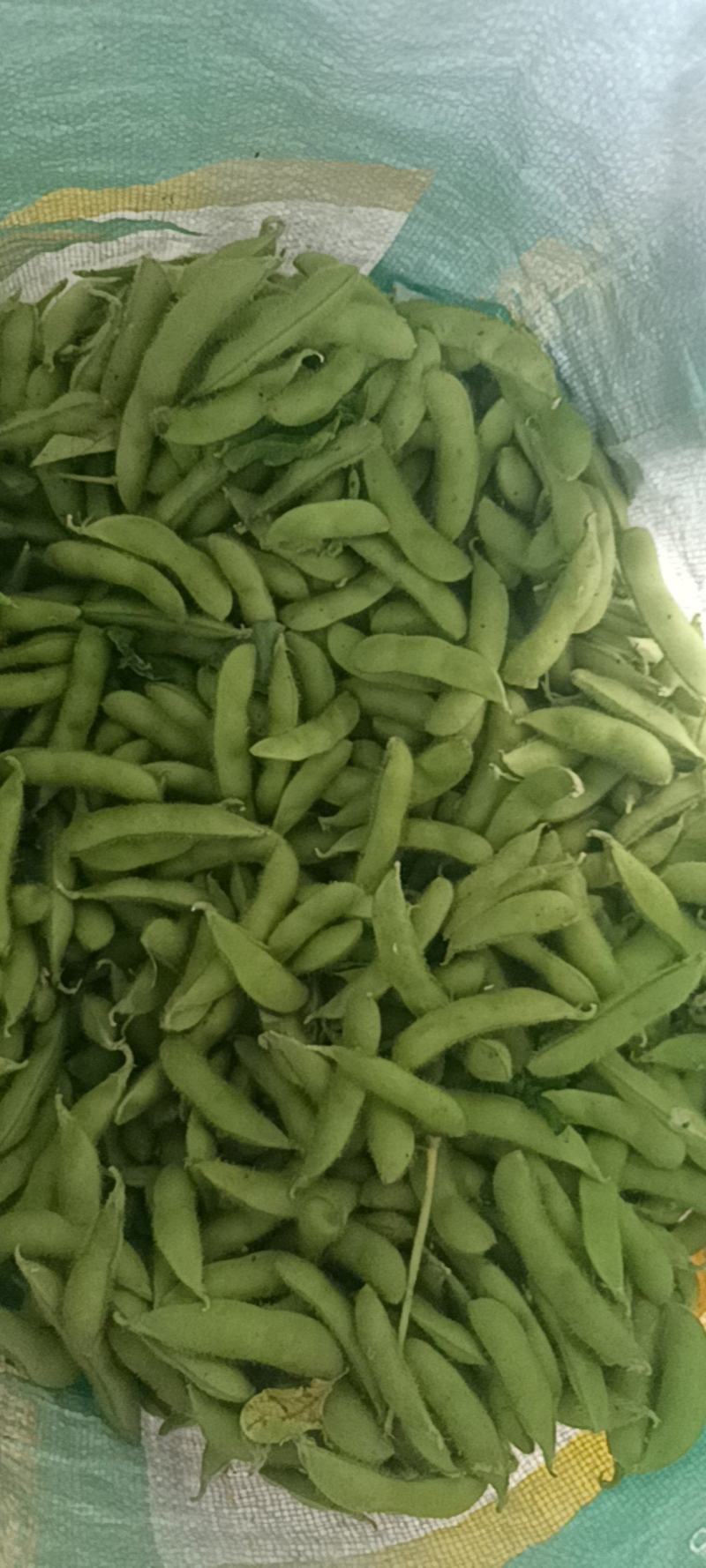 精品翠绿宝毛豆，大量有货，有需要的老板欢迎咨询