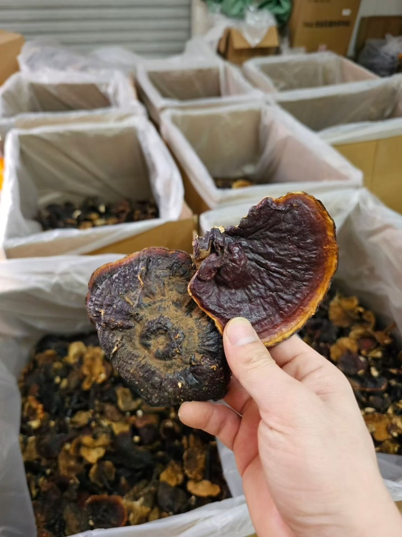 西藏野生灵芝干货中药材泡茶煲汤泡酒养生