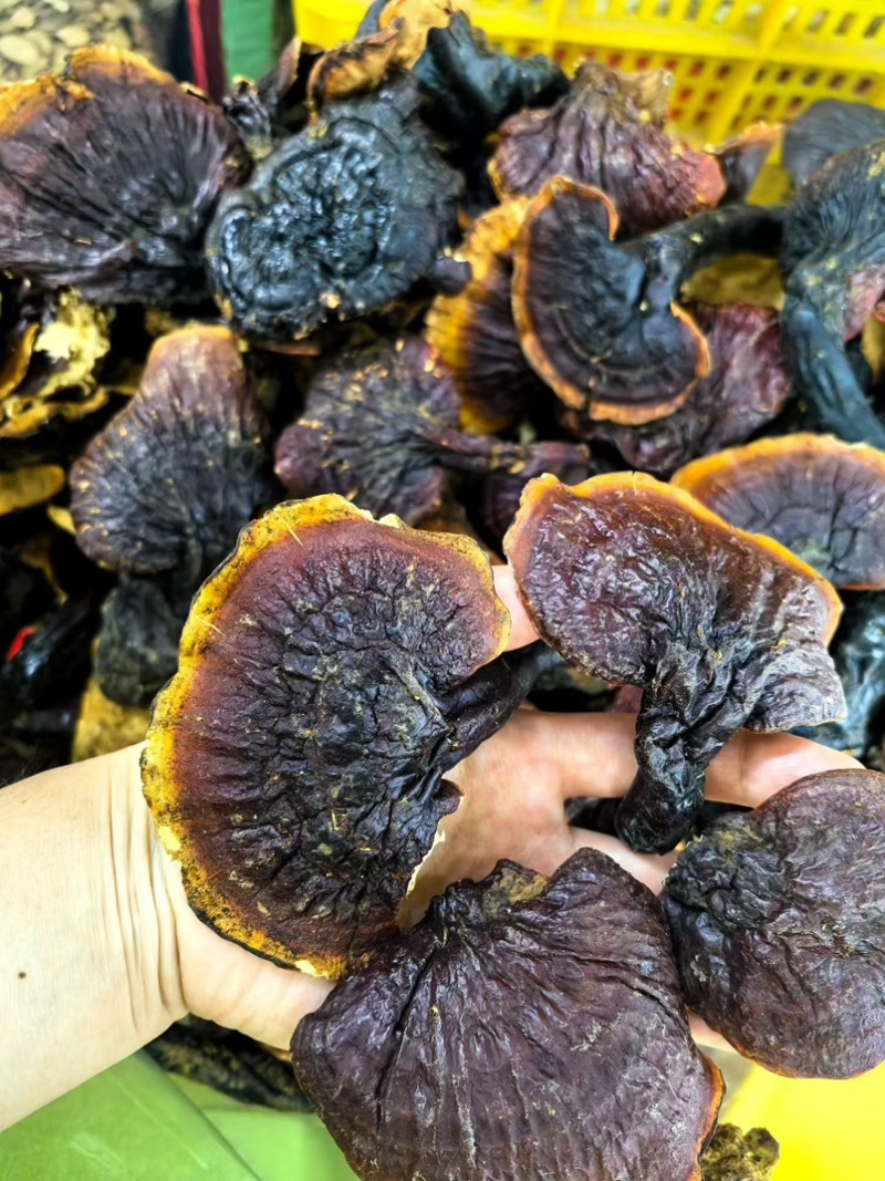 西藏野生灵芝干货中药材泡茶煲汤泡酒养生