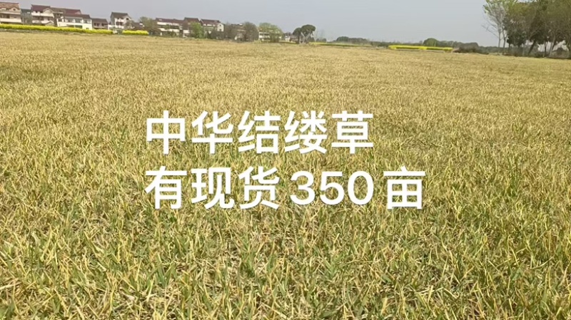 安徽基地中华结缕草坪，量大价优！成活率高，好管理。