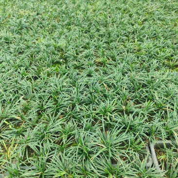 江苏玉龙草，自产自销