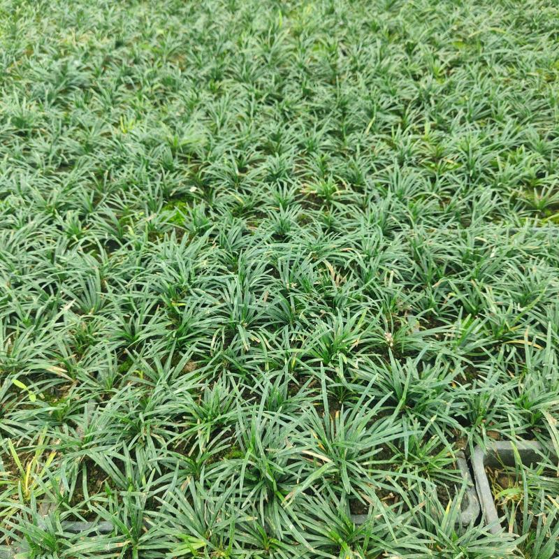江苏玉龙草，自产自销