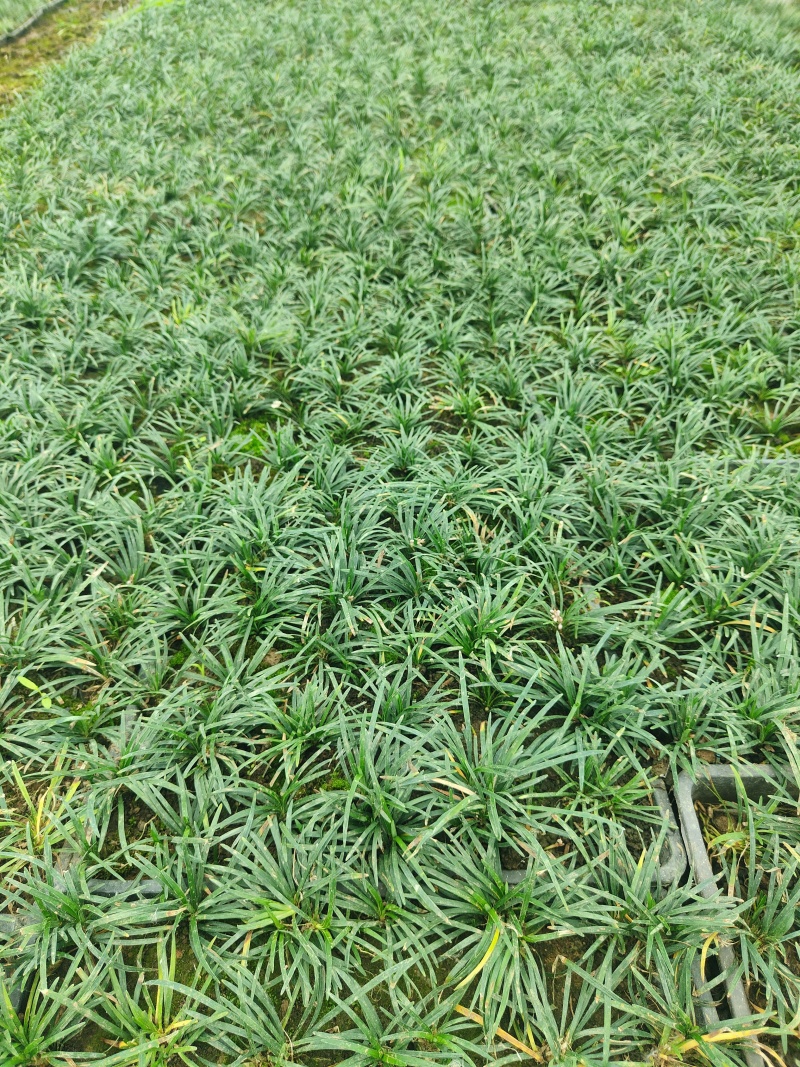 江苏玉龙草，自产自销