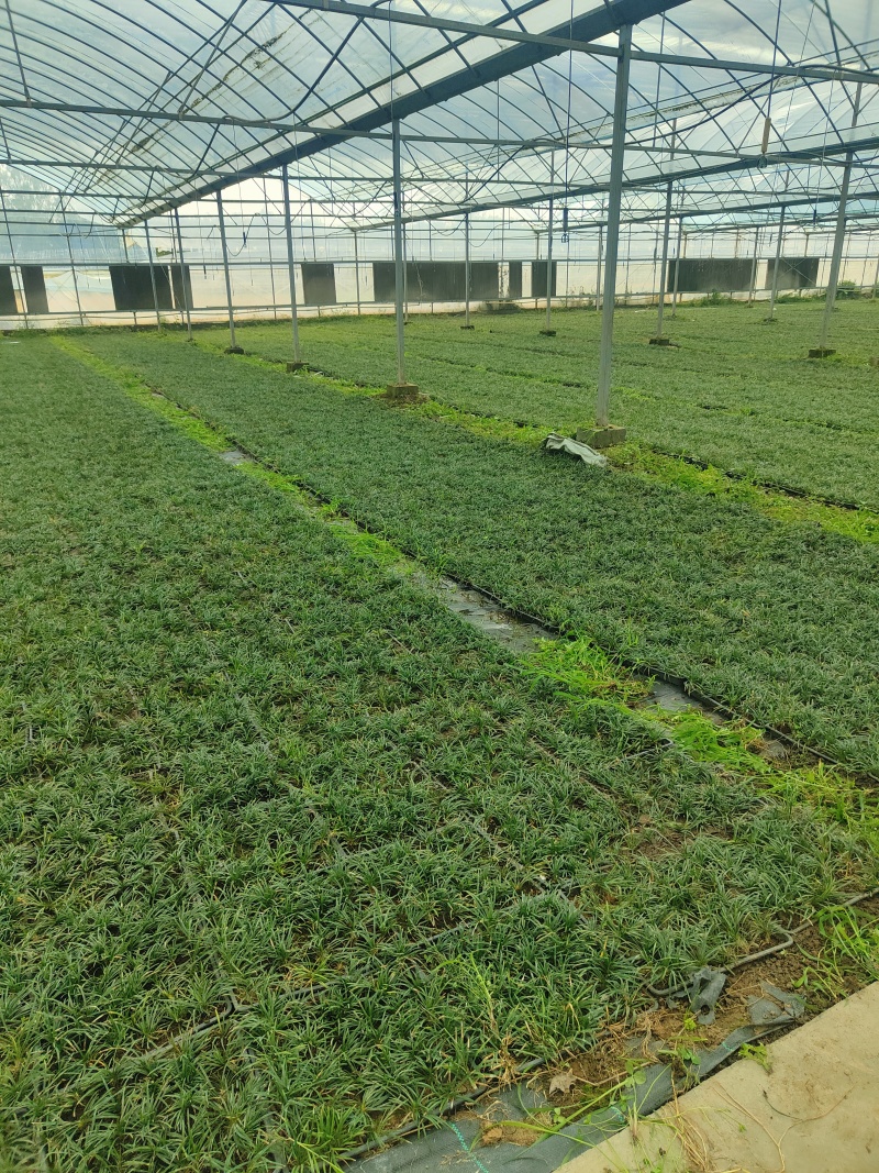江苏玉龙草，自产自销