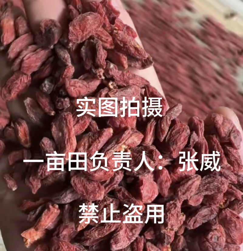 精品宁夏枸杞，无硫精品货220粒/两，不卖低质量