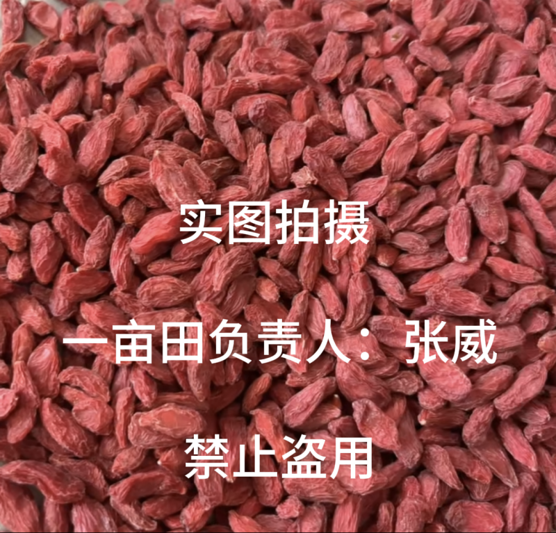精品宁夏枸杞，无硫精品货220粒/两，不卖低质量