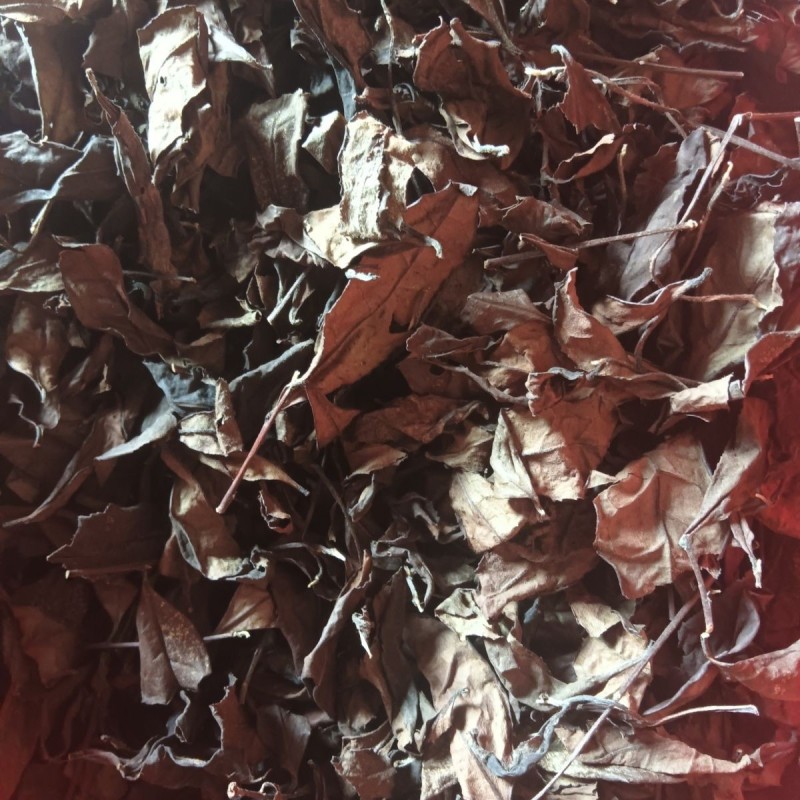 清江源优质绿茶鲜叶经传统红茶工艺精制而成的特色红茶