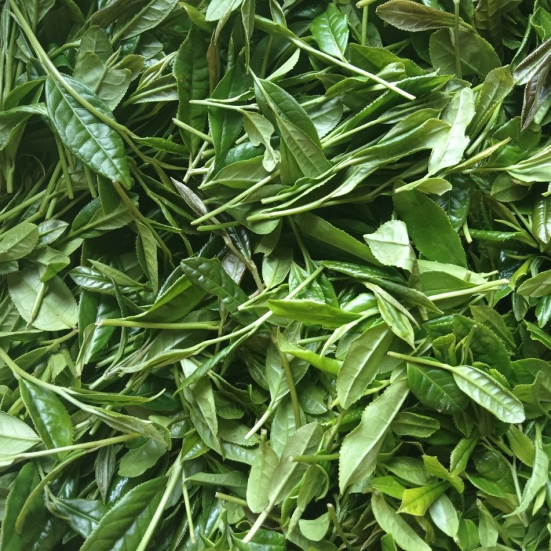 清江源优质绿茶鲜叶经传统红茶工艺精制而成的特色红茶