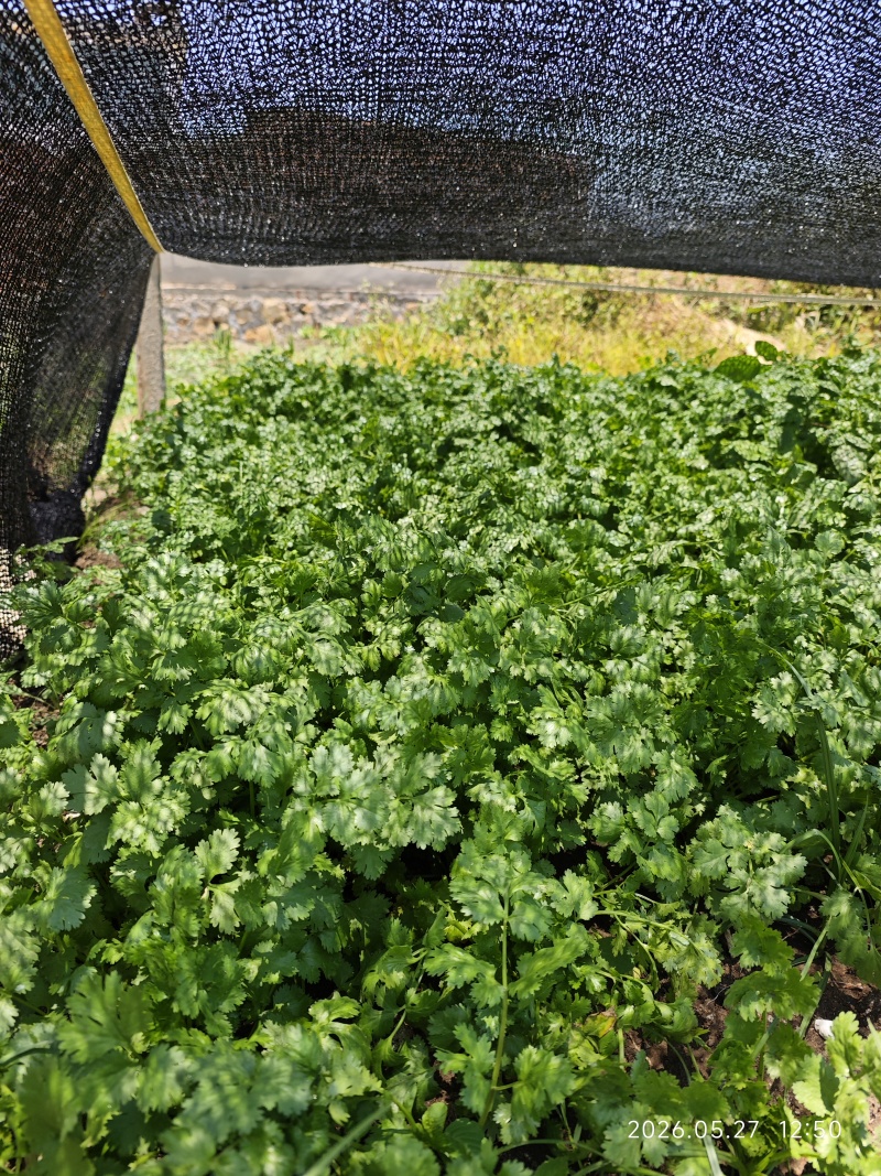 香菜整把