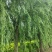 江苏垂柳规格齐全苗圃直销