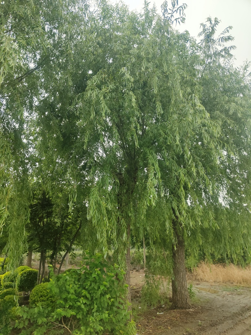 江苏垂柳规格齐全苗圃直销
