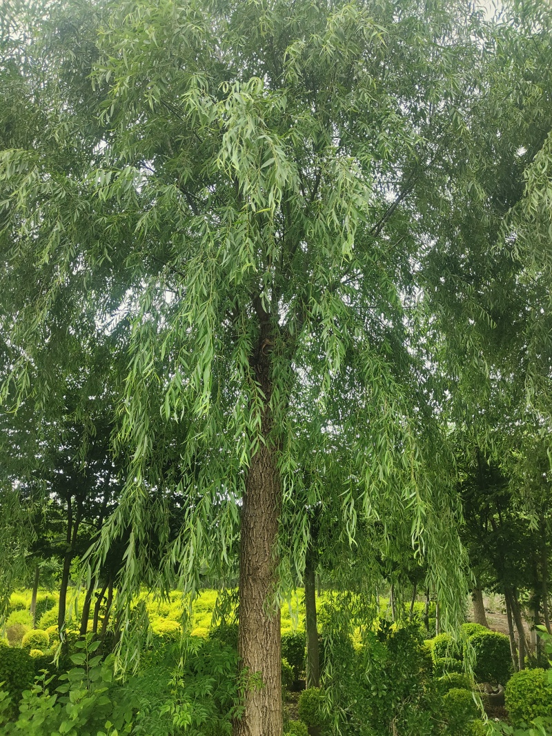 江苏垂柳规格齐全苗圃直销