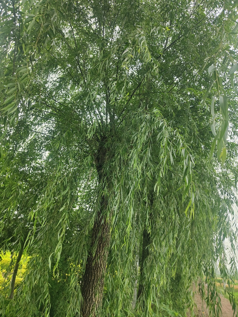 江苏垂柳规格齐全苗圃直销