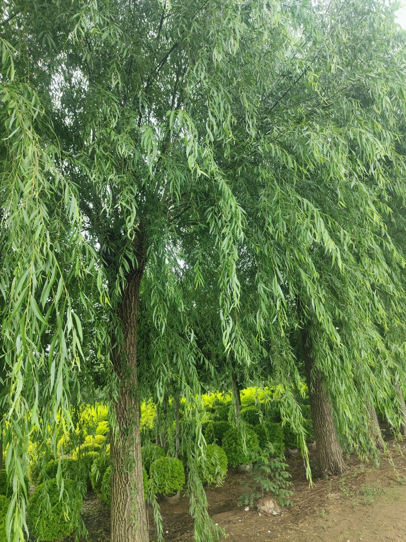 江苏垂柳规格齐全苗圃直销