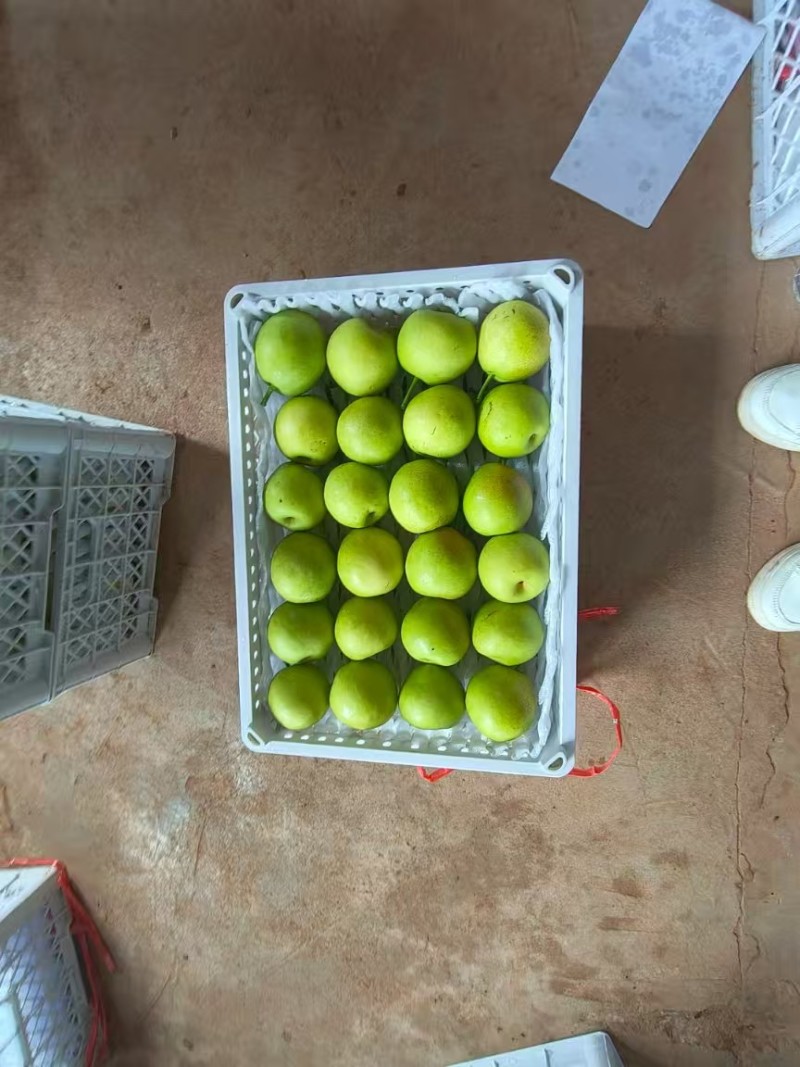 精品蜂糖梨
