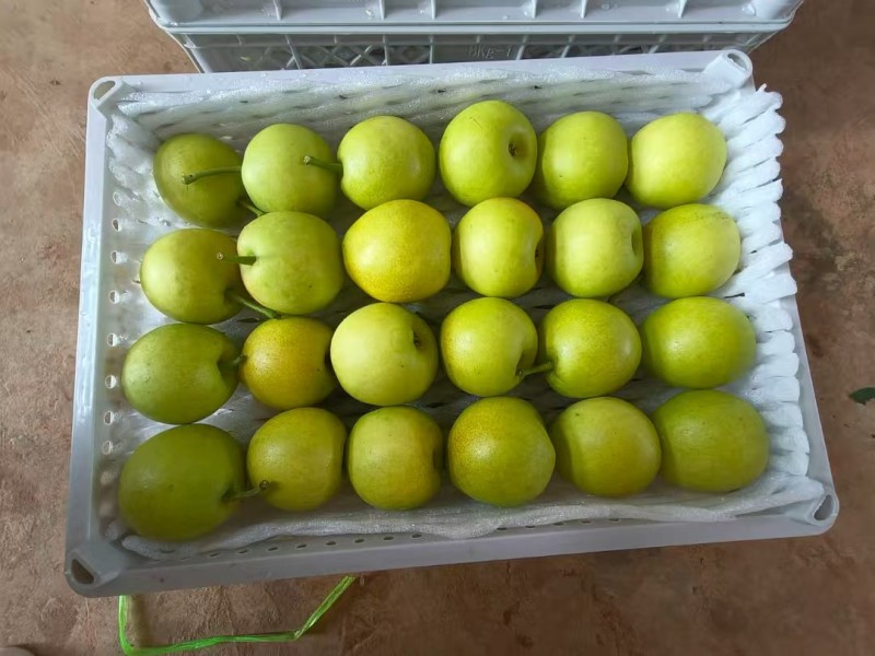 精品蜂糖梨