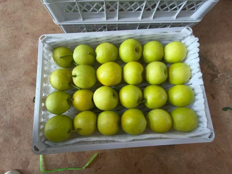 精品蜂糖梨
