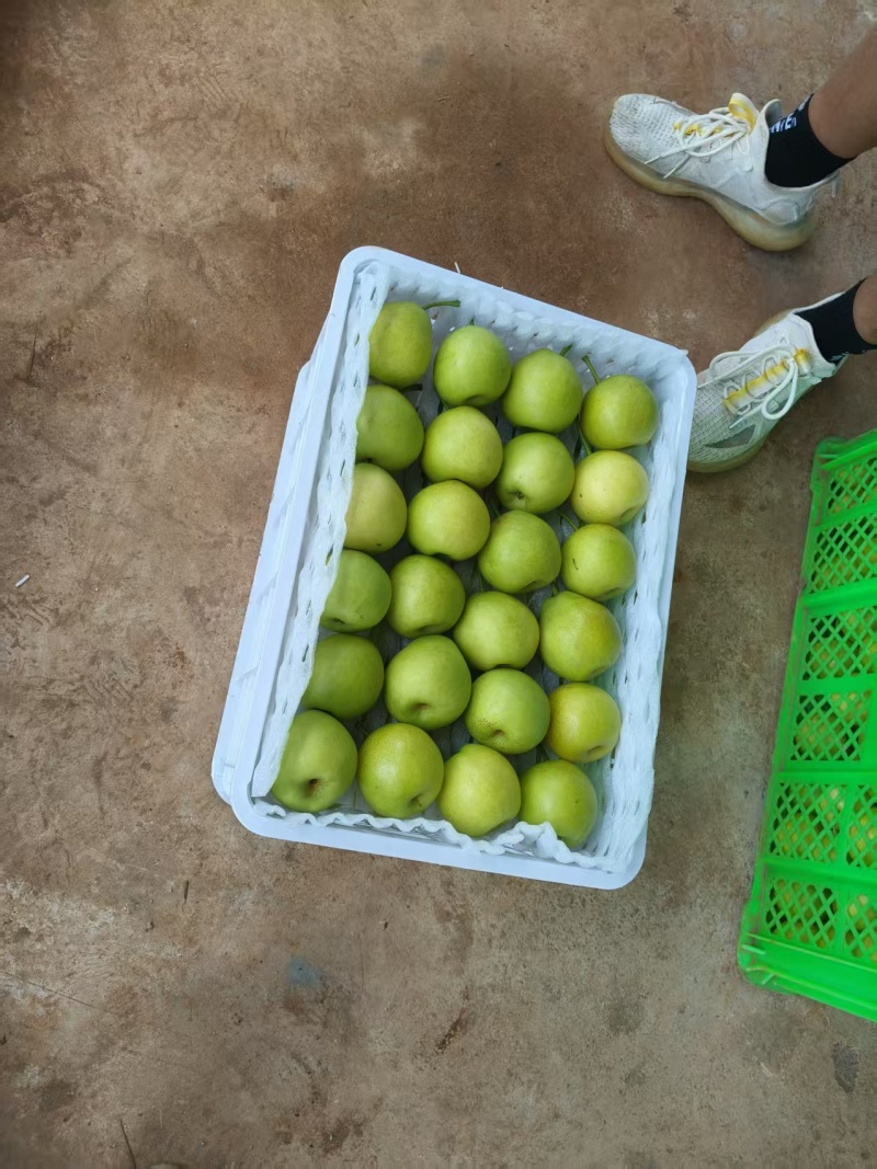 精品蜂糖梨