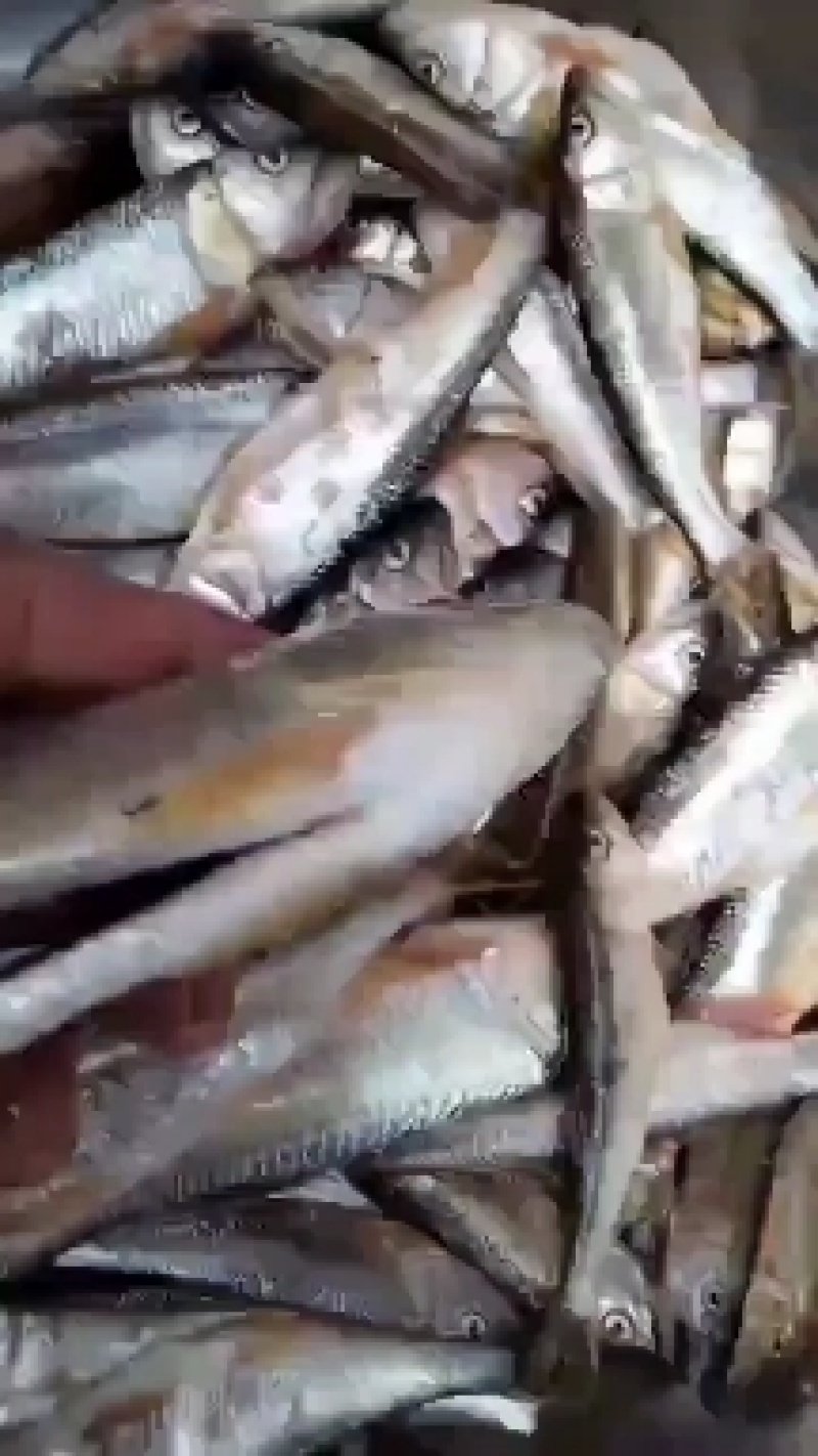 小嘴马口