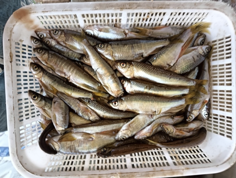 小嘴马口