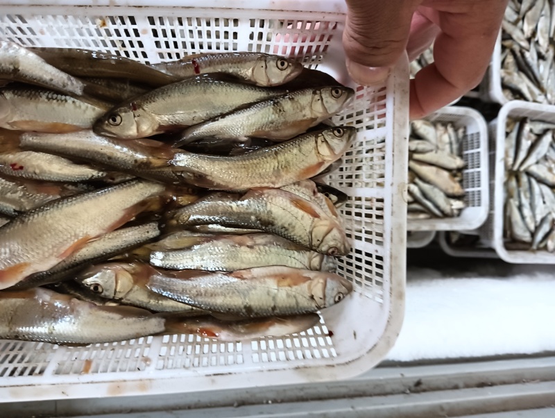 小嘴马口