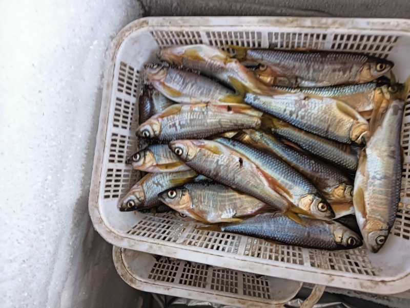 小嘴马口