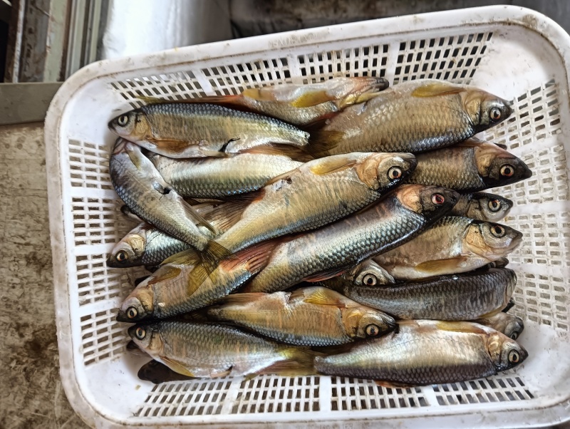 小嘴马口