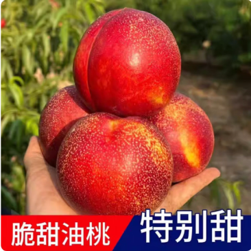 （陕西油桃）中油油桃/脆油桃/曙光/品种齐全/包售后