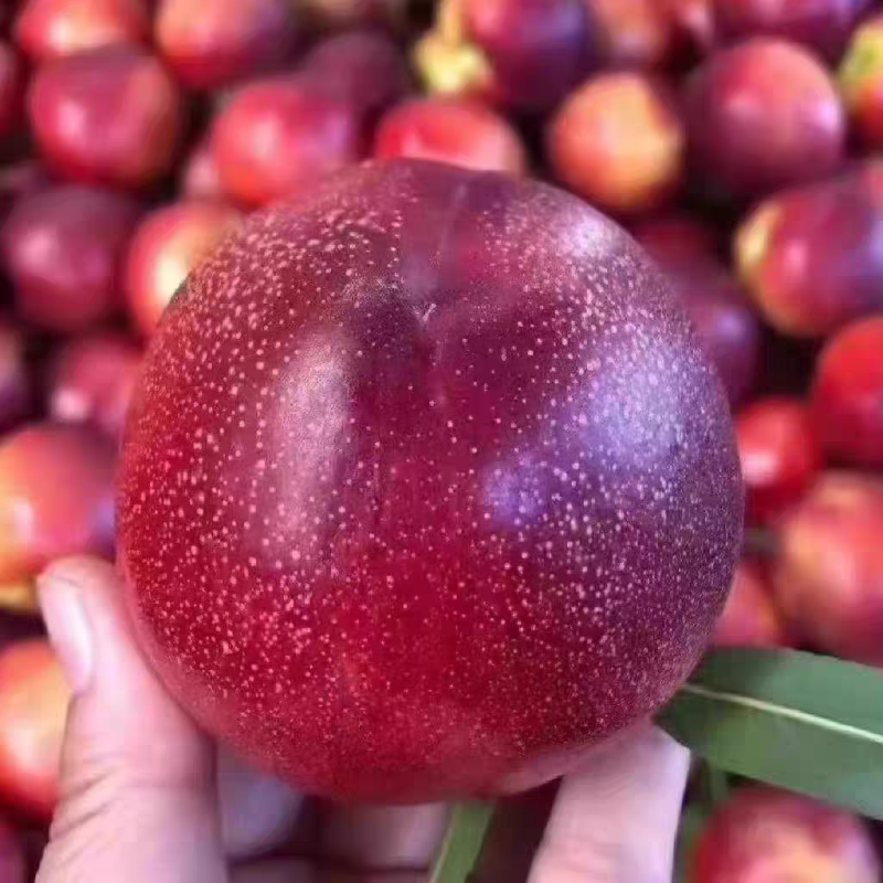 （陕西油桃）中油油桃/脆油桃/曙光/品种齐全/包售后